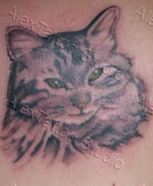 Tête de chat