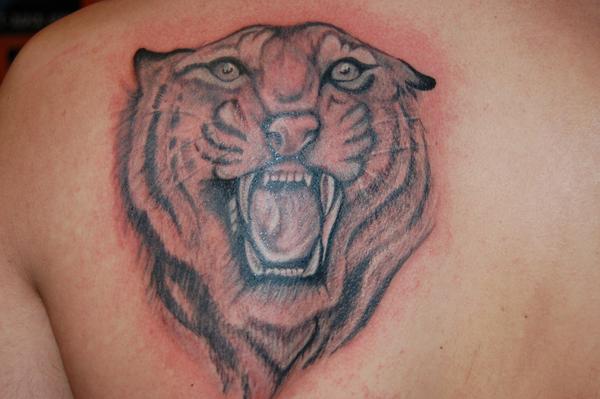 tête de tigre