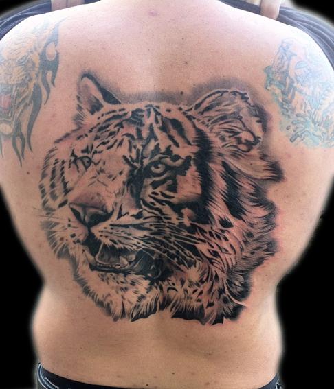 Tigre