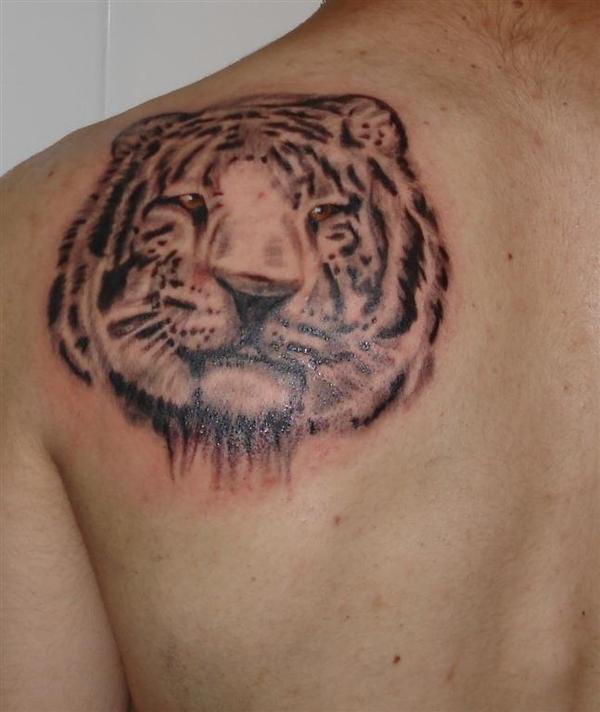 Photo de Tigre, réaliste, tigre réalisé par Ink'Side