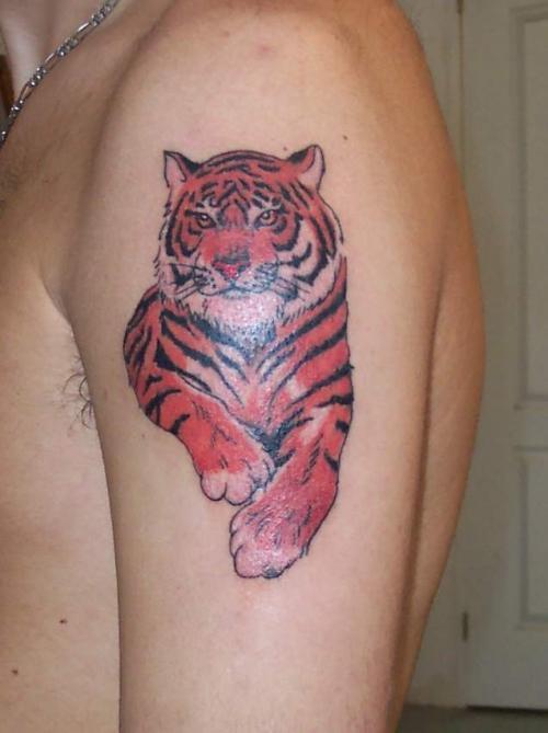Tigre du bengale