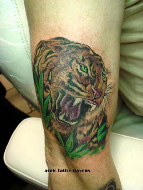 Photo de Tigre, recouvrement de tatouage, recouvrement, tigre