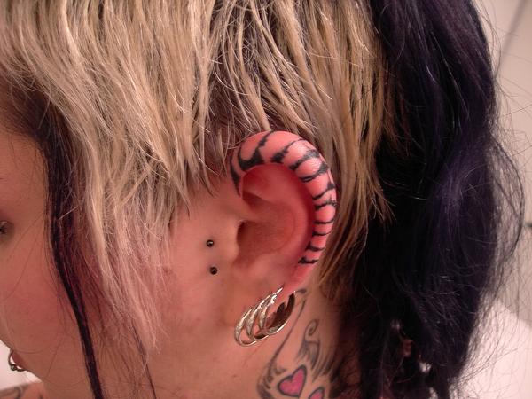 Zebre oreille